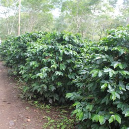 Background image for Kongo Coffee Limited
