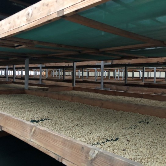 Drying parchment at Capucas Cooperative, Honduras