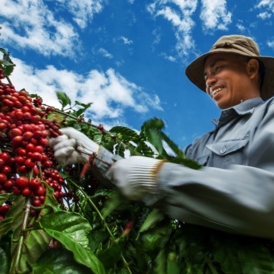 Pô Kô Farms Vietnam