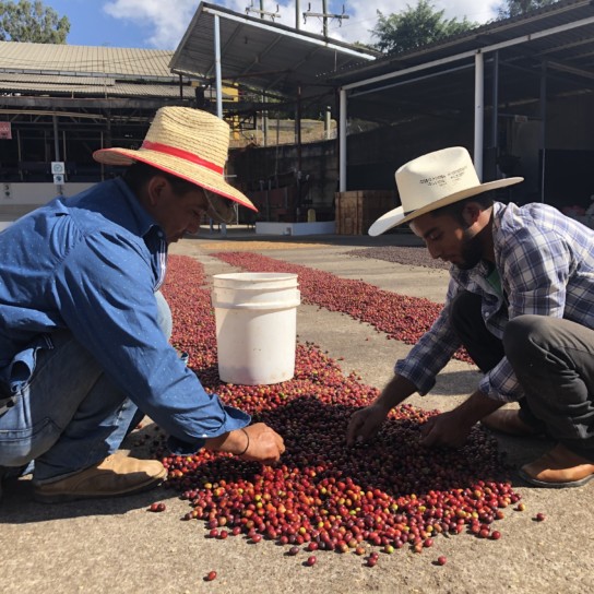 Honduras Capucas Farm