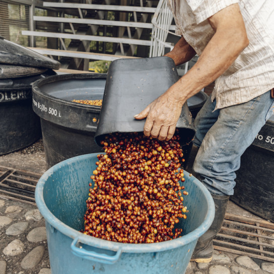 Café Granja La Esperanza DRWakefield DRWakefield