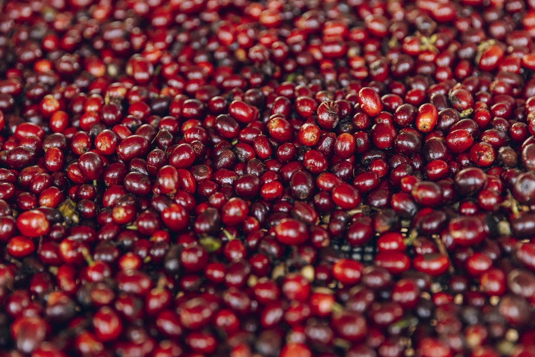 sweet cherries politics farm stands nations sweet cherries politics farm stands nations