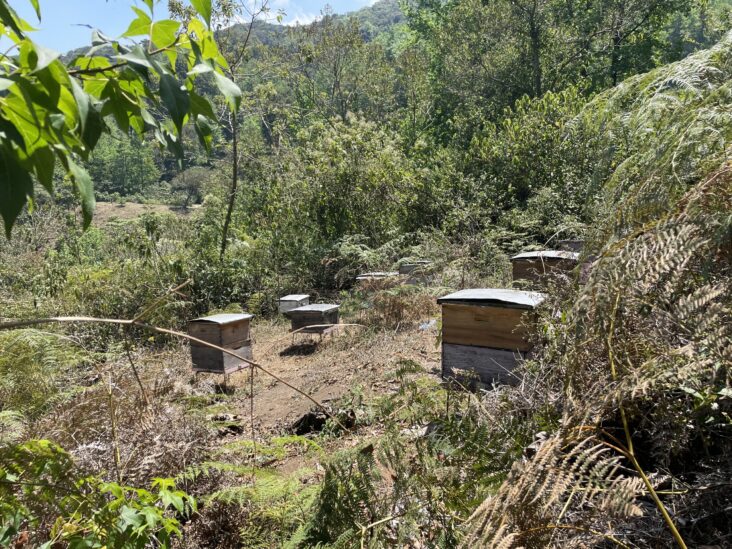 Image for Resilience Amidst Change in Honduras