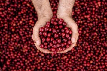 Image for How Drying Shapes Your Coffee's Quality