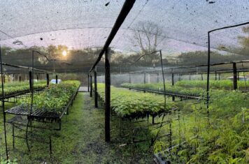 Image for Challenging Preconceptions of Sustainability in Brazil