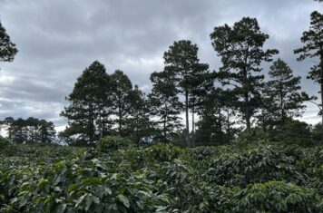 Image for Comsa: Investing in Small-Scale Farmers for Large-Scale Resilience